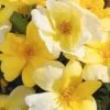 Sunny Yellow Knock Out Rose - 1 Gallon Pot -Plant Serie Store rose sunny knock out 30 1