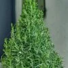 Arp Rosemary Pyramid Form - 2 Gallon Pot 2 Arp Rosemary Pyramid Form - 2 Gallon Pot -Plant Serie Store rosmarinus officinalis arp rosemary pyramid topiary 1