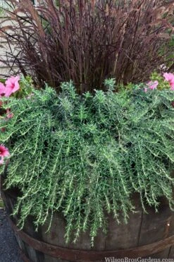 Prostrate Creeping Rosemary - 1 Gallon Pot -Plant Serie Store rosmarinus officinalis prostratus creeping rosemary 103