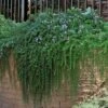 Prostrate Creeping Rosemary - 1 Gallon Pot -Plant Serie Store rosmarinus officinalis prostratus creeping rosemary 105