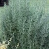 Salem Rosemary - 1 Gallon Pot -Plant Serie Store rosmarinus officinalis salem rosemary 5 1