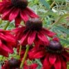 Cherry Brandy Rudbeckia (Black Eyed Susan) - 1 Gallon Pot -Plant Serie Store rudbeckia cherry brandy 12