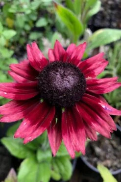 Cherry Brandy Rudbeckia (Black Eyed Susan) - 1 Gallon Pot -Plant Serie Store rudbeckia cherry brandy 13