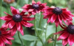 Cherry Brandy Rudbeckia (Black Eyed Susan) - 10" Patio Pot -Plant Serie Store rudbeckia cherry brandy 2 800x500 2