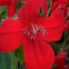 Ragin' Cajun Red Mexican Petunia (Ruellia Elegans) - 5 Pack Quart Pots -Plant Serie Store ruellia elegans ragin cajun red mexican petunia 1
