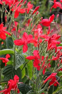 Ragin' Cajun Red Mexican Petunia (Ruellia Elegans) - 5 Pack Quart Pots 10 Ragin' Cajun Red Mexican Petunia (Ruellia Elegans) - 5 Pack Quart Pots -Plant Serie Store ruellia elegans ragin cajun red mexican petunia 3