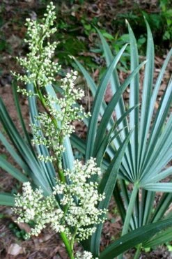 Blue Stem Dwarf Palmetto Palm (Sabal Minor) - 3 Gallon Pot -Plant Serie Store sabal minor dwarf blue stem palmetto palm 1