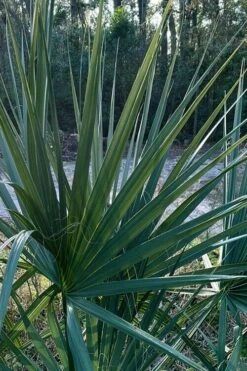 Blue Stem Dwarf Palmetto Palm (Sabal Minor) - 3 Gallon Pot -Plant Serie Store sabal minor dwarf blue stem palmetto palm 3