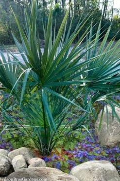 Blue Stem Dwarf Palmetto Palm (Sabal Minor) - 3 Gallon Pot -Plant Serie Store sabal minor dwarf blue stem palmetto palm 5