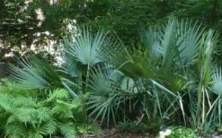 Blue Stem Dwarf Palmetto Palm (Sabal Minor) - 3 Gallon Pot -Plant Serie Store sabal minor dwarf blue stem palmetto palm 6
