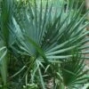 Blue Stem Dwarf Palmetto Palm (Sabal Minor) - 3 Gallon Pot -Plant Serie Store sabal minor dwarf blue stem palmetto palm 7