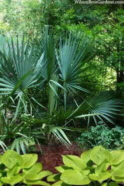 Blue Stem Dwarf Palmetto Palm (Sabal Minor) - 3 Gallon Pot -Plant Serie Store sabal minor dwarf blue stem palmetto palm 8