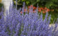 Denim N' Lace Russian Sage (Perovskia) - 1 Gallon Pot -Plant Serie Store sage russian denim n lace 800x500 1