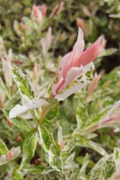 Flamingo Dappled Willow (Shrub Form) - 2 Gallon Pot -Plant Serie Store salix integra flamingo dappled willow bush 3