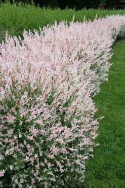 Flamingo Dappled Willow (Shrub Form) - 2 Gallon Pot -Plant Serie Store salix integra flamingo dappled willow bush 4