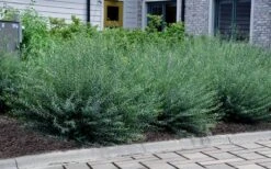 Dwarf Blue Arctic Willow Bush (Salix Purpurea 'Nana') - 1 Gallon Pot -Plant Serie Store salix purpurea dwarf blue arctic willow 13 1