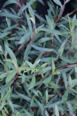 Dwarf Blue Arctic Willow Bush (Salix Purpurea 'Nana') - 5 Gallon Pot -Plant Serie Store salix purpurea dwarf blue arctic willow 19