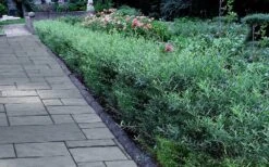 Dwarf Blue Arctic Willow Bush (Salix Purpurea 'Nana') - 1 Gallon Pot -Plant Serie Store salix purpurea dwarf blue arctic willow 3 1