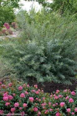 Dwarf Blue Arctic Willow Bush (Salix Purpurea 'Nana') - 1 Gallon Pot
