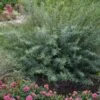 Dwarf Blue Arctic Willow Bush (Salix Purpurea 'Nana') - 5 Gallon Pot -Plant Serie Store salix purpurea dwarf blue arctic willow 9