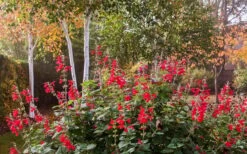 Radio Red Salvia (Autumn Sage) - 1 Gallon Pot -Plant Serie Store salvia greggii radio red autumn sage 3