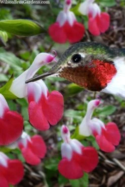 Hot Lips Sage - Salvia Microphylla - 7.5" Pot -Plant Serie Store salvia microphylla hot lips sage 102