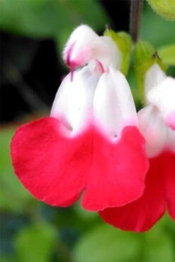 Hot Lips Sage - Salvia Microphylla - 7.5" Pot -Plant Serie Store salvia microphylla hot lips sage 107