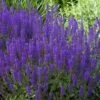 May Night Salvia - 1 Gallon -Plant Serie Store salvia nemerosa may night 1