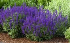 May Night Salvia - 1 Gallon -Plant Serie Store salvia nemerosa may night 2