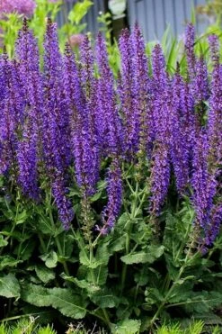 May Night Salvia - 1 Gallon -Plant Serie Store salvia nemerosa may night 4