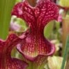 Judith Hindle Pitcher Plant (Sarracenia) - 2.5 Quart Pot -Plant Serie Store sarracenia judith hindle pitcher plant 6