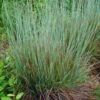 Standing Ovation Little Bluestem Grass (Schizachyrium Scoparium) - 6 Pack Of 1 Gallon Pots -Plant Serie Store schizachyrium scoparium standing ovation little bluestem grass 11 1