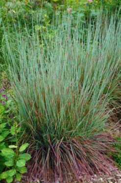 Standing Ovation Little Bluestem Grass (Schizachyrium Scoparium) - 6 Pack Of 1 Gallon Pots