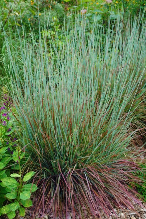 Standing Ovation Little Bluestem Grass (Schizachyrium Scoparium) - 6 Pack Of 1 Gallon Pots 3 Standing Ovation Little Bluestem Grass (Schizachyrium Scoparium) - 6 Pack Of 1 Gallon Pots