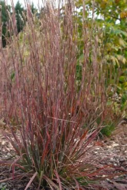 Standing Ovation Little Bluestem Grass (Schizachyrium Scoparium) - 1 Gallon Pot -Plant Serie Store schizachyrium scoparium standing ovation little bluestem grass 12