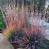 Standing Ovation Little Bluestem Grass (Schizachyrium Scoparium) - 1 Gallon Pot -Plant Serie Store schizachyrium scoparium standing ovation little bluestem grass 13