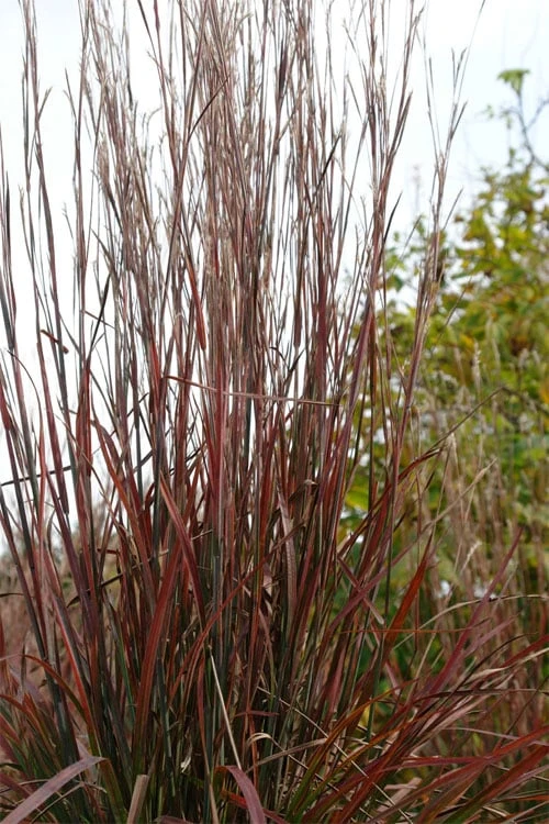 Standing Ovation Little Bluestem Grass (Schizachyrium Scoparium) - 6 Pack Of 1 Gallon Pots 7 Standing Ovation Little Bluestem Grass (Schizachyrium Scoparium) - 6 Pack Of 1 Gallon Pots - Image 5