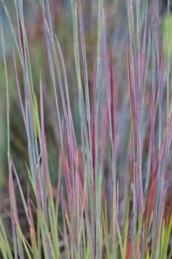 Standing Ovation Little Bluestem Grass (Schizachyrium Scoparium) - 6 Pack Of 1 Gallon Pots 12 Standing Ovation Little Bluestem Grass (Schizachyrium Scoparium) - 6 Pack Of 1 Gallon Pots -Plant Serie Store schizachyrium scoparium standing ovation little bluestem grass 7 1