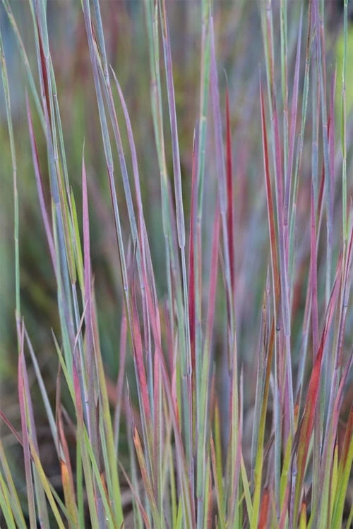 Standing Ovation Little Bluestem Grass (Schizachyrium Scoparium) - 6 Pack Of 1 Gallon Pots 6 Standing Ovation Little Bluestem Grass (Schizachyrium Scoparium) - 6 Pack Of 1 Gallon Pots - Image 4