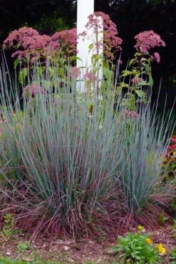 Standing Ovation Little Bluestem Grass (Schizachyrium Scoparium) - 1 Gallon Pot -Plant Serie Store schizachyrium scoparium standing ovation little bluestem grass 9