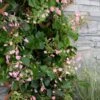 Rose Sensation Pink Climbing Hydrangea Vine - 1 Gallon Pot -Plant Serie Store schizophragma hydrangeoides rose sensation climbing hydrangea 101
