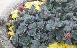 Blue Elf Sedum (Sedum X Sedoro) - 5 Pack Of 4" Pots -Plant Serie Store sedum blue elf 2 800x500 1