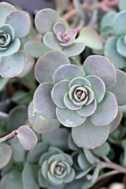 Blue Elf Sedum (Sedum X Sedoro) - 5 Pack Of 4" Pots -Plant Serie Store sedum blue elf 3 500x750 1