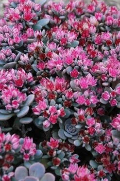 Blue Elf Sedum (Sedum X Sedoro) - 5 Pack Of 4" Pots -Plant Serie Store sedum blue elf 500x750 1
