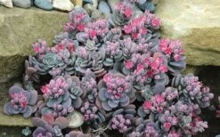 Blue Elf Sedum (Sedum X Sedoro) - 5 Pack Of 4" Pots -Plant Serie Store sedum blue elf 800x500 1
