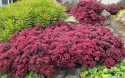 Dazzleberry Sedum - 5 Pack Of 4" Pint Pots -Plant Serie Store sedum dazzleberry stonecrop 3