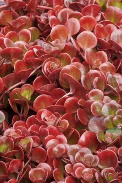 Coral Reef Sedum - 5-Pack Of Pint Pots -Plant Serie Store sedum tectractinum coral reef stonecrop 1