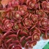 Coral Reef Sedum - 5-Pack Of Pint Pots -Plant Serie Store sedum tetractinum coral reef 21