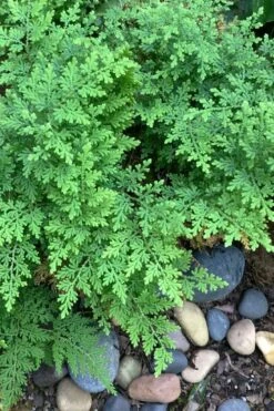 Arborvitae Fern (Selaginella Braunii) - 1 Gallon Pot 10 Arborvitae Fern (Selaginella Braunii) - 1 Gallon Pot -Plant Serie Store selaginella braunii arborvitae fern 2