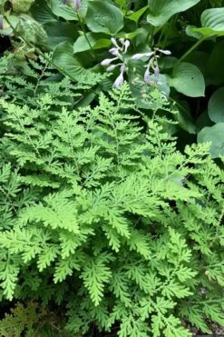 Arborvitae Fern (Selaginella Braunii) - 1 Gallon Pot 11 Arborvitae Fern (Selaginella Braunii) - 1 Gallon Pot -Plant Serie Store selaginella braunii arborvitae fern 3